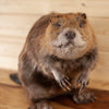 Premier Beaver Full Body Taxidermy Mount - SW10761