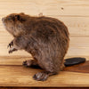 Premier Beaver Full Body Taxidermy Mount - SW10761
