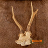 roe deer skull cap with antlers for sale
