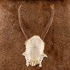 Excellent 6 Point Roe Deer Skull Cap with Antlers SW10821