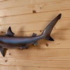 Excellent Reproduction Sand Shark Full Body Taxidermy Mount SW10831