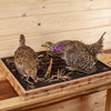 Premier Sharp-tailed Grouse Pair Taxidermy Mount SW10836