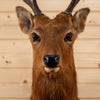 Excellent Sika Deer Taxidermy Shoulder Mount SW10072