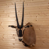 Excellent Fringe-eared Oryx Taxidermy Shoulder Mount SW10841