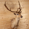 Excellent Blonde Fallow Deer Taxidermy Shoulder Mount SW10842