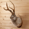Excellent Jackalope with Whitetail Deer Antlers Taxidermy Shoulder Mount SW10850