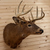 Excellent 10 Point Whitetail Buck Deer Taxidermy Shoulder Mount SW10861