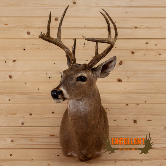 whitetail deer buck taxidermy shoulder mount for sale