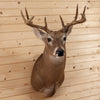 Excellent 8 Point Whitetail Buck Deer Taxidermy Shoulder Mount SW10863