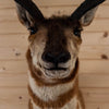 Excellent Pronghorn Antelope Taxidermy Shoulder Mount SW10866