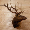 Excellent 6X6 Rocky Mountain Elk Taxidermy Mount SW10869