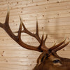 Excellent 6X6 Rocky Mountain Elk Taxidermy Mount SW10869