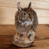Excellent Cottontail Rabbit Taxidermy Mount SW10871