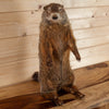 Groundhog Woodchuck Taxidermy Mount SW10874