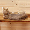 Nice Bobcat Full Body Taxidermy Mount SW10875