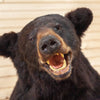 Excellent Black Bear Taxidermy Half Body Mount SW10879