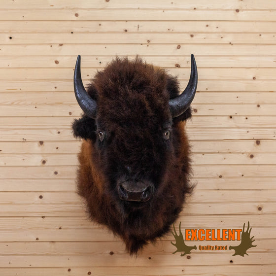 bison taxidermy shoulder mount for sale