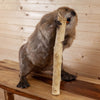 Excellent Beaver Full Body Taxidermy Mount SW10903