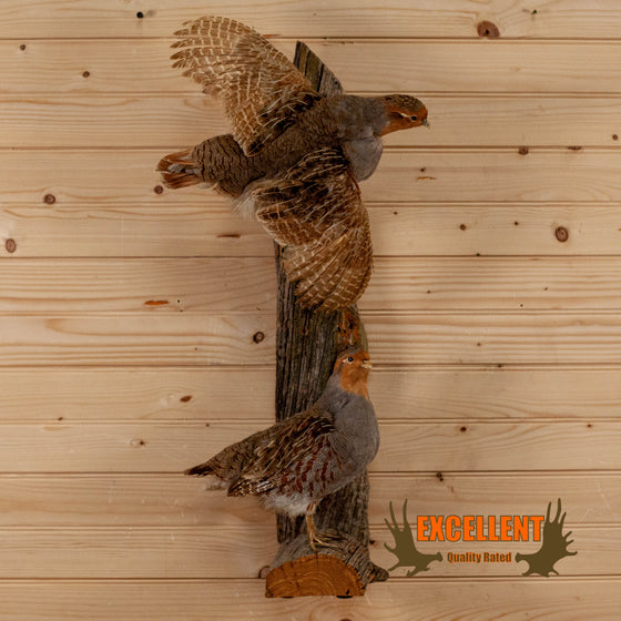 hungarian partridge pair full-body taxidermy mount for sale
