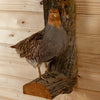 Excellent Hungarian Partridge Pair Taxidermy Mount SW10906