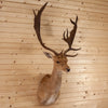 Excellent Blonde Fallow Deer Taxidermy Shoulder Mount SW10912