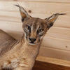 Excellent Caracal Full Body Lifesize Taxidermy Mount SW10913