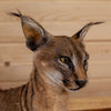 Excellent Caracal Full Body Lifesize Taxidermy Mount SW10913
