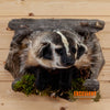half body badger peeking from den taxidermy mount for sale