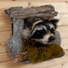 Excellent Raccoon Peeking Taxidermy Mount SW10928