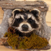 Excellent Raccoon Peeking Taxidermy Mount SW10928