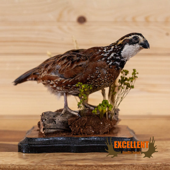 full-body lifesize bobwhite quail taxidermy mount for sale
