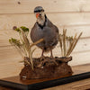 Excellent Chukar Perched Taxidermy Mount SW10935