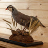 Excellent Chukar Perched Taxidermy Mount SW10935