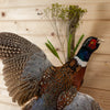 Excellent Flying Ringneck Pheasant Taxidermy Mount SW10936