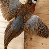 Excellent Flying Ringneck Pheasant Taxidermy Mount SW10936
