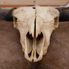 Nice Bison Skull SW10937