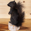 Premier Black Squirrel Taxidermy Mount SW10946