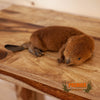 Baby Beaver Full Body Taxidermy Mount SW10958
