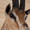 Excellent Grant's Gazelle Taxidermy Shoulder Mount SW10969
