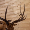 Excellent 6X6 Rocky Mountain Elk Taxidermy Mount SW10979