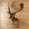 Excellent Chocolate Fallow Deer Taxidermy Shoulder Mount SW10980