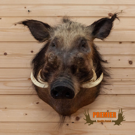 African giant forest hog taxidermy shoulder mount for sale