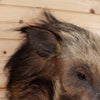 Premier African Giant Forest Hog Taxidermy Shoulder Mount SW10993