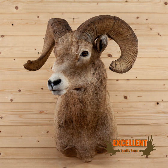 rocky mountain bighorn sheep taxidermy shoulder mount for sale