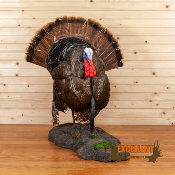eastern wild turkey full body lifesize taxidermy mount for sale