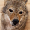 Excellent Coyote Taxidermy Shoulder Mount SW11006
