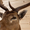 Premier Fallow Deer Taxidermy Shoulder Mount SW11009