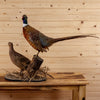 Premier Rooster & Hen Ringneck Pheasant Taxidermy Mount SW11012