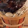 Premier Hen Chicken on Eggs in a Basket Taxidermy Mount SW11015