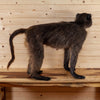 Excellent Female Chacma Baboon Full Body Lifesize Taxidermy Mount SW11023